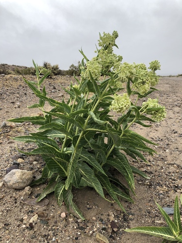 Desert milkweed (Asclepias erosa)