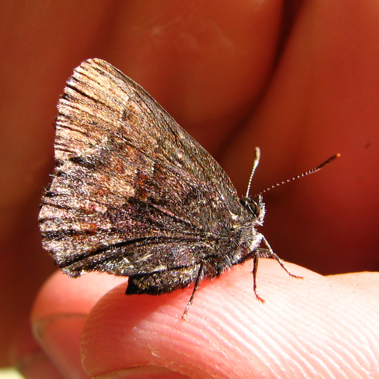  (Callophrys polios)