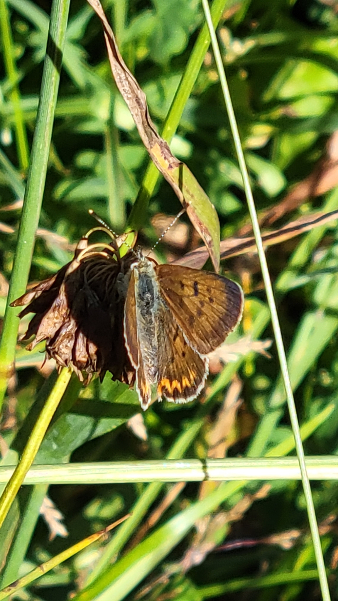 Purplish copper (Lycaena helloides)
