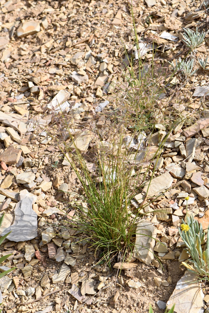 Utah fescue (Festuca dasyclada)