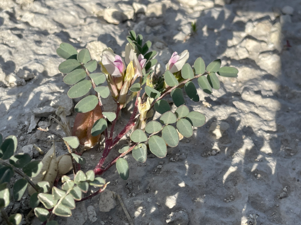 Pohl's milkvetch (Astragalus lentiginosus var. pohlii)