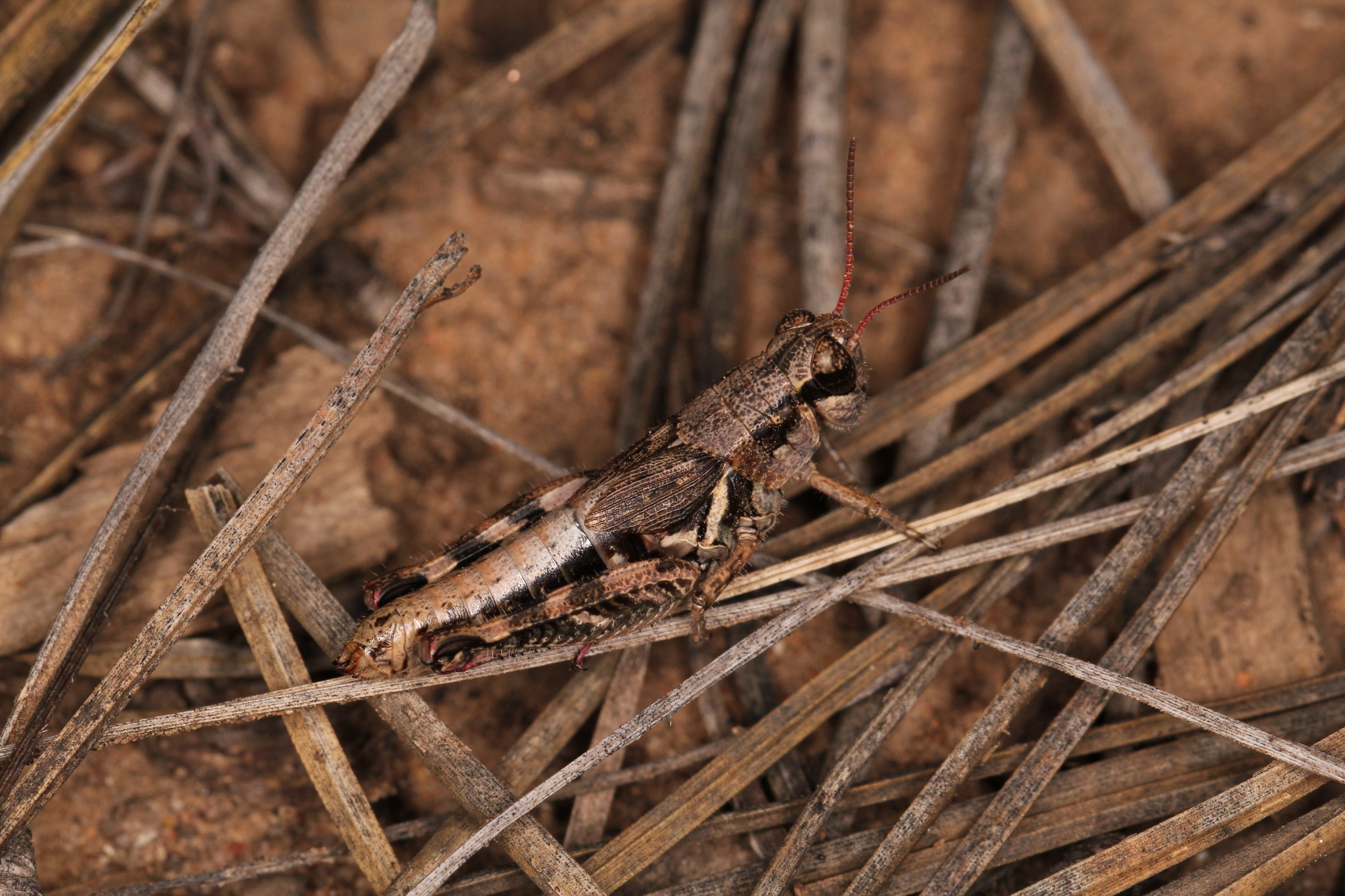  (Melanoplus solitudinis)