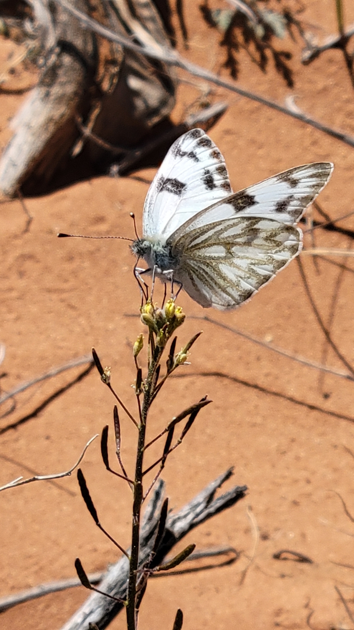 Checkered white (Pontia protodice)