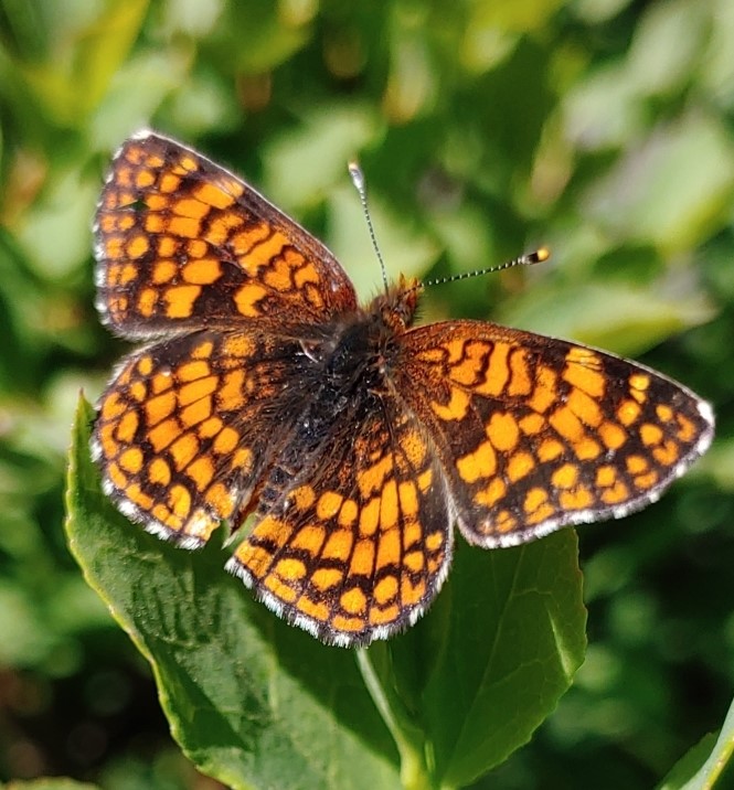 Northern checkerspot (Chlosyne palla)