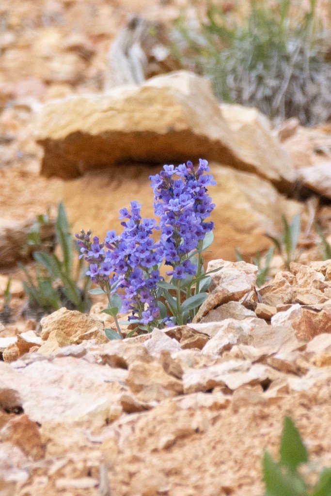 Red canyon beardtongue (Penstemon bracteatus)