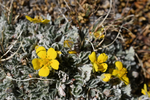 Holmgren cinquefoil (Potentilla holmgrenii)