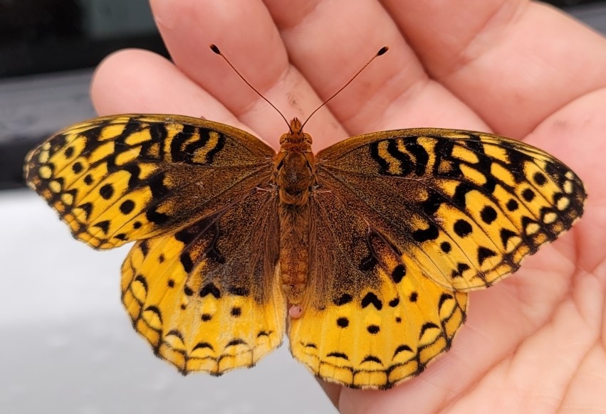 Great spangled fritillary (Speyeria cybele)