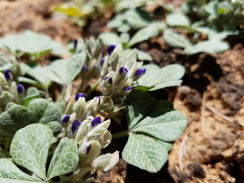 Paria breadroot (Pediomelum pariense)