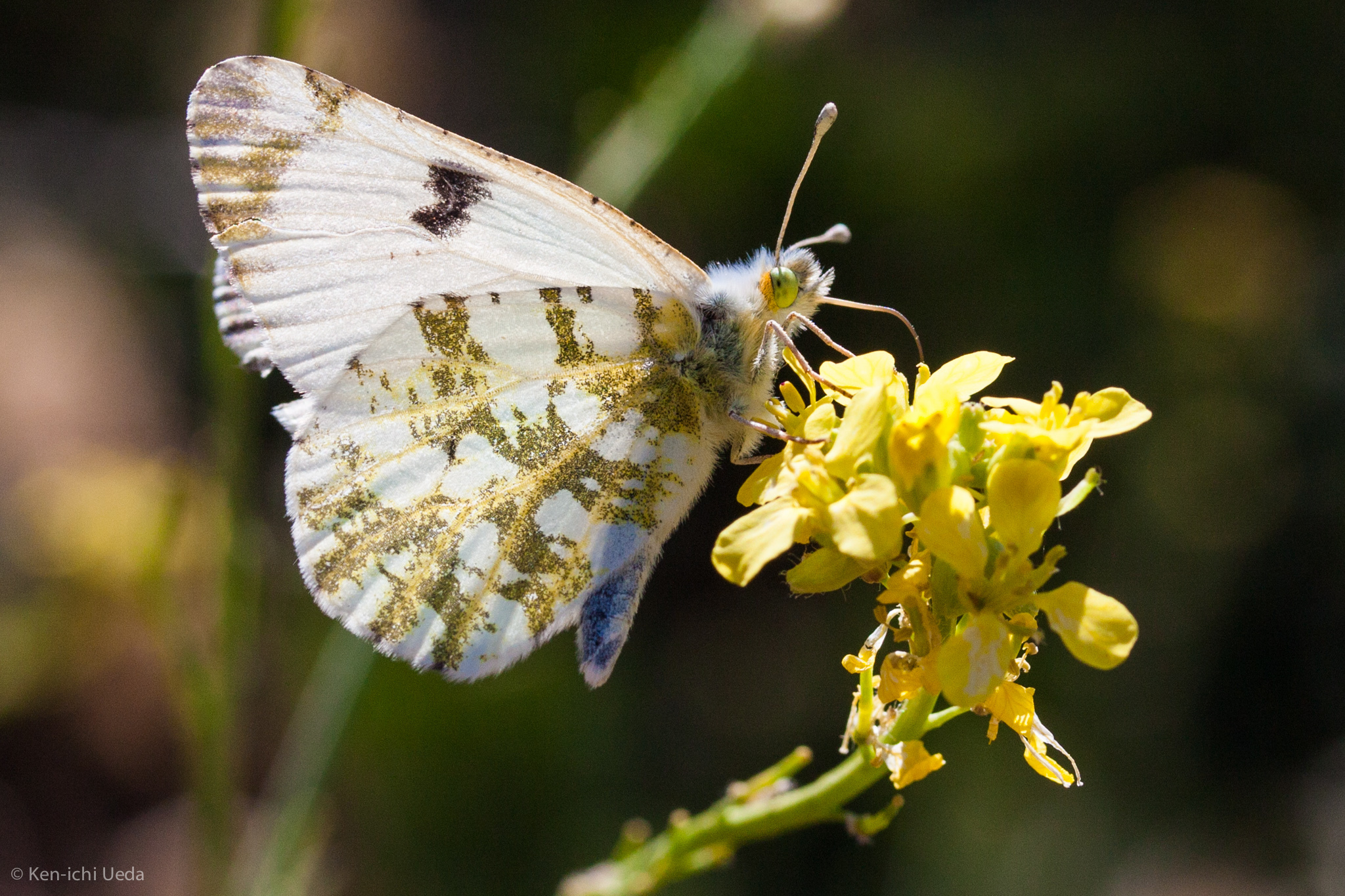 Large marble butterfly (Euchloe ausonides)