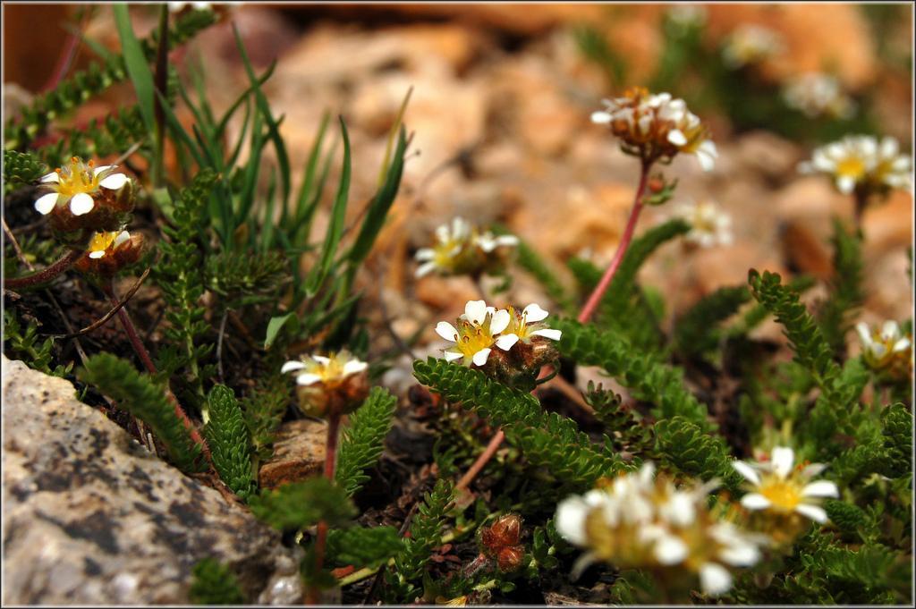 Utah ivesia (Ivesia utahensis)