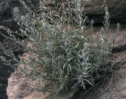 Zion tansy (Sphaeromeria ruthiae)