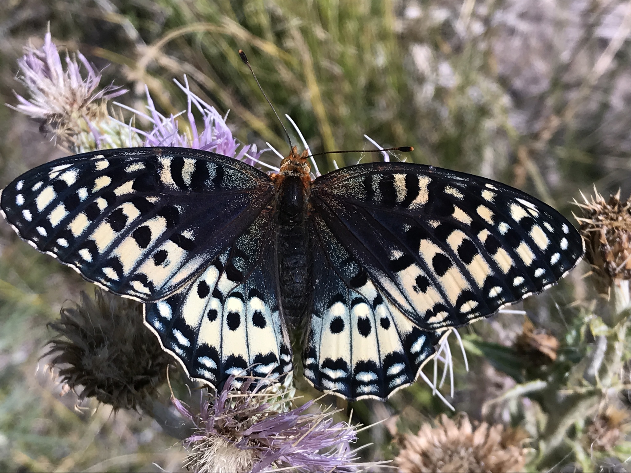 Nokomis fritillary (Speyeria nokomis)