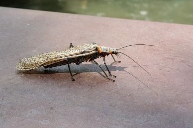 Giant salmonfly (Pteronarcys californica)