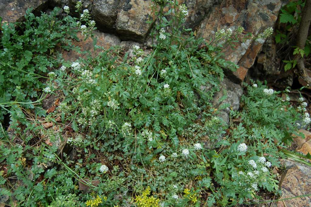 Alpine peppergrass (Lepidium montanum var. alpinum)