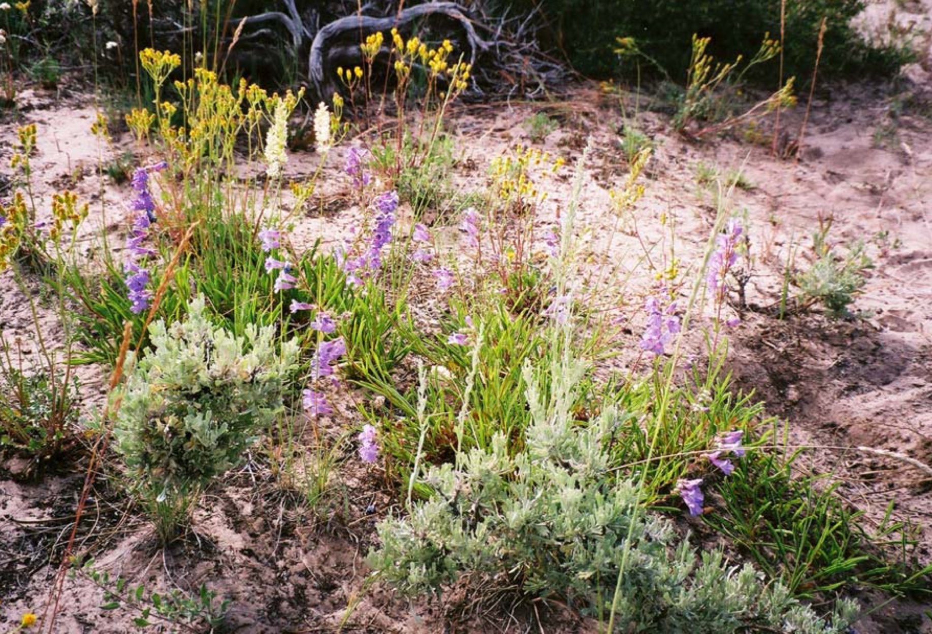 Blue mountain beardtongue (Penstemon scariosus var. cyanomontanus)