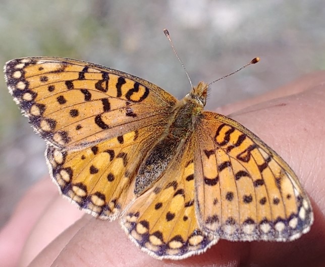  (Speyeria mormonia)
