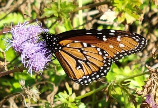  (Danaus gilippus)