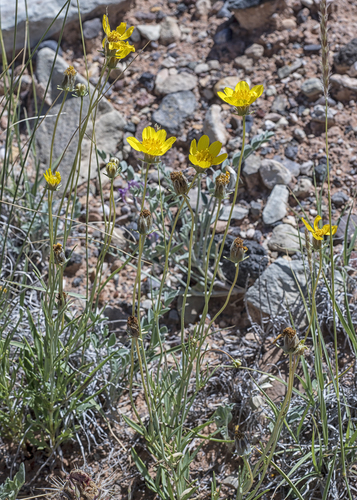 Rabbit valley greenthread (Thelesperma subnudum var. alpinum)