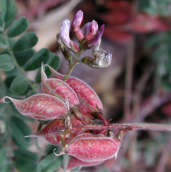 Silver milkvetch (Astragalus subcinereus var. subcinereus)