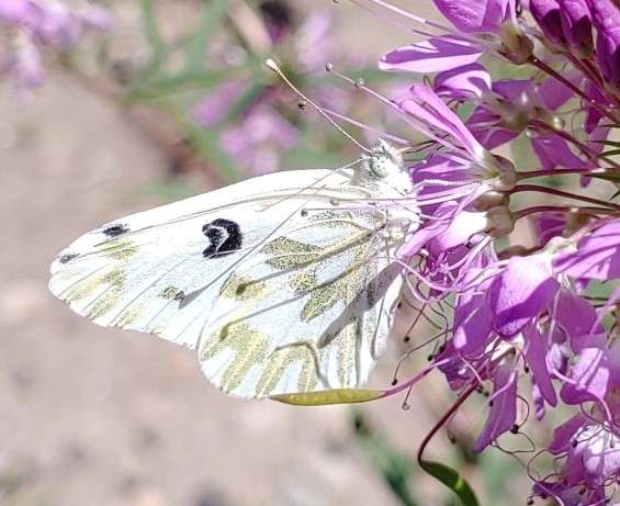 Becker's white (Pontia beckerii)