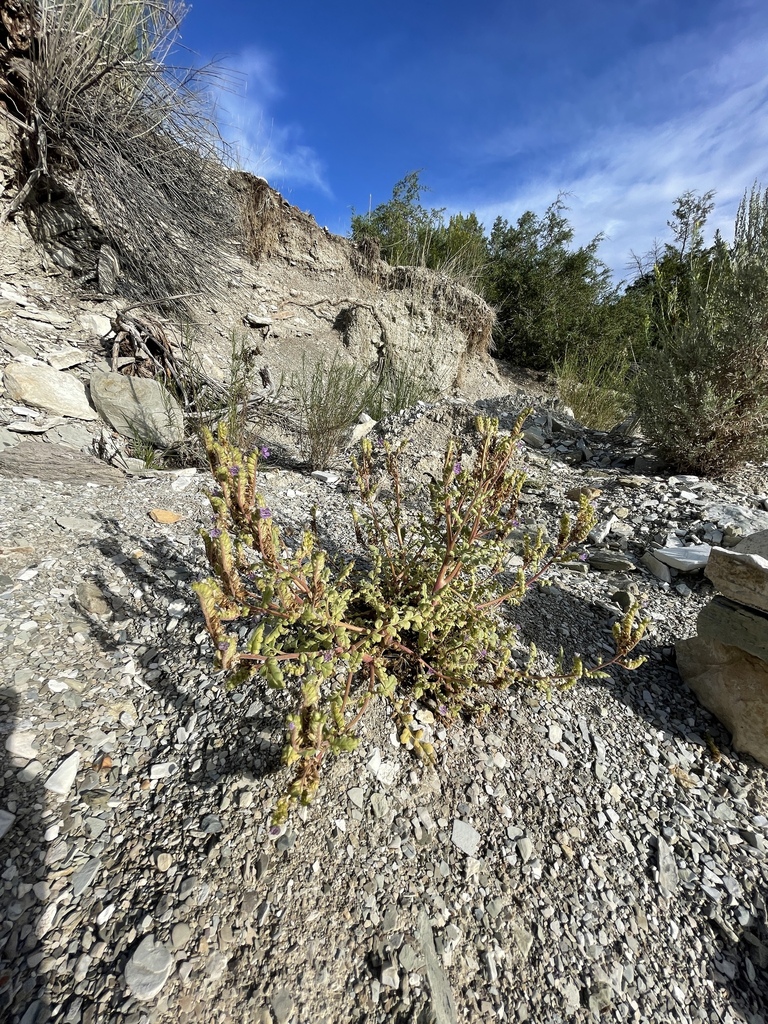 Argyle canyon phacelia (Phacelia argylensis)