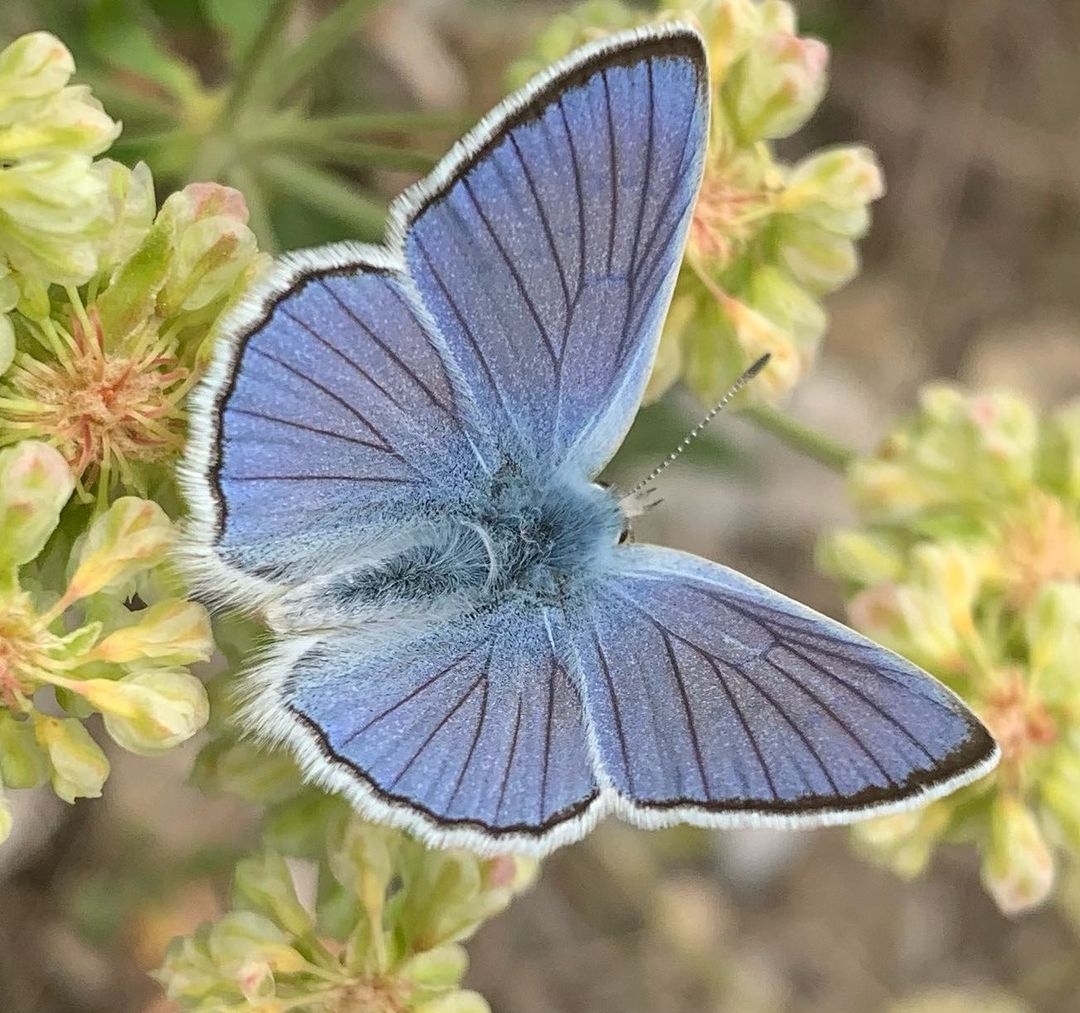 Blue copper (Lycaena heteronea)