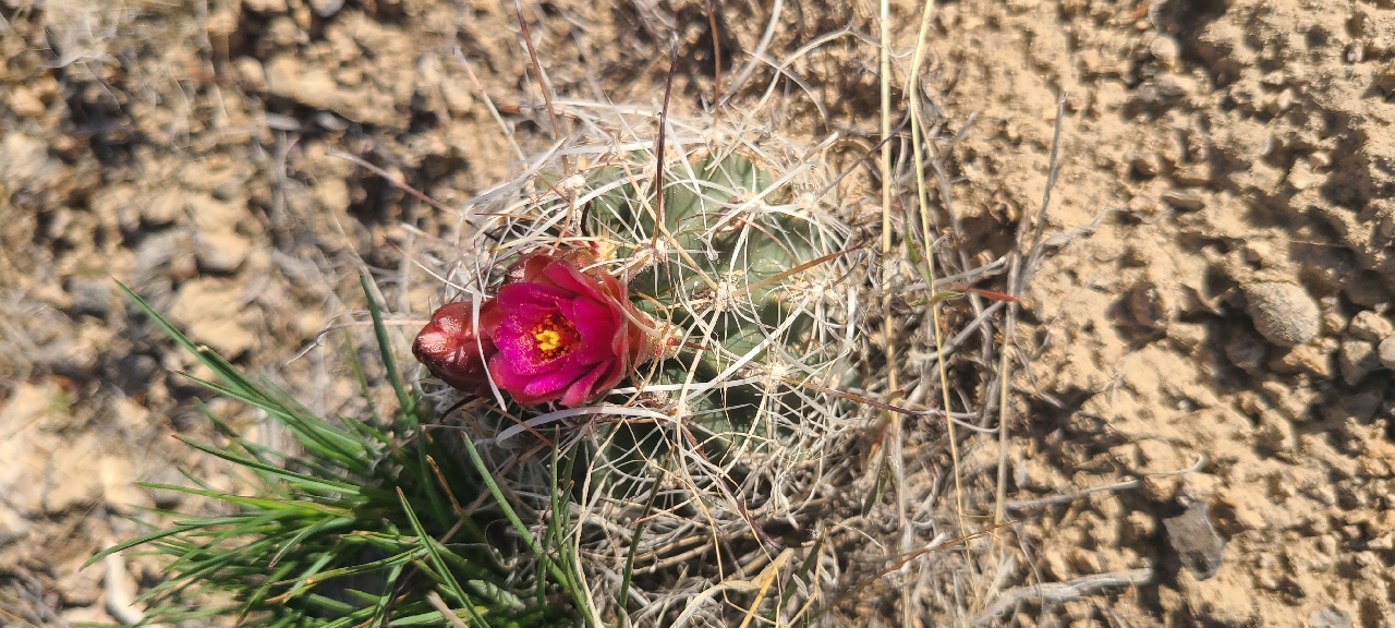 Desert valley fishhook-cactus (Sclerocactus spinosior)