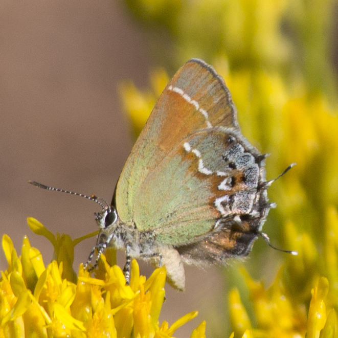  (Callophrys gryneus)