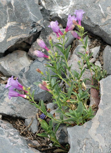 Father's penstemon (Penstemon patricus)