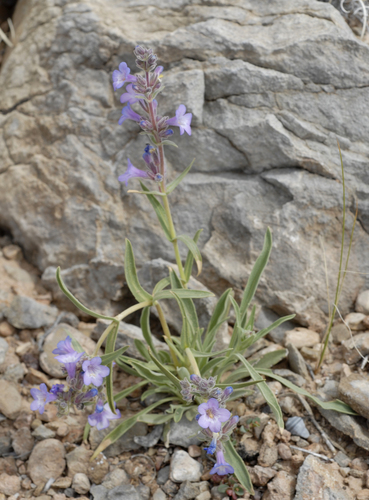Marcus jones' penstemon (Penstemon marcusii)