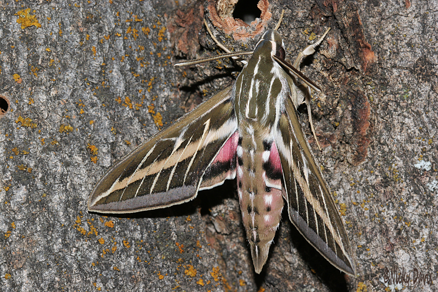  (Hyles lineata)