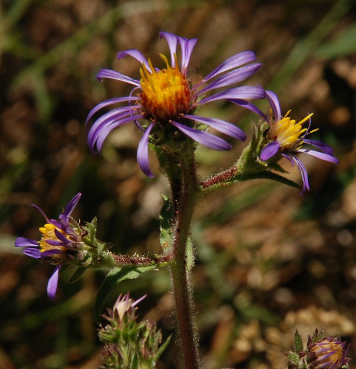 Thick-stem aster (Eurybia integrifolia)