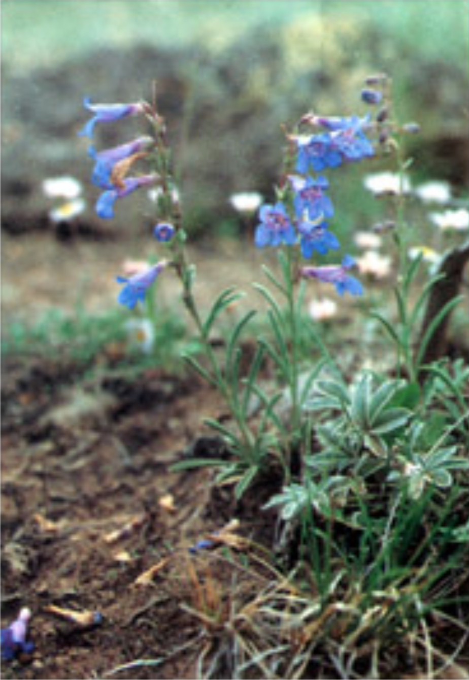 Aquarius penstemon (Penstemon parvus)