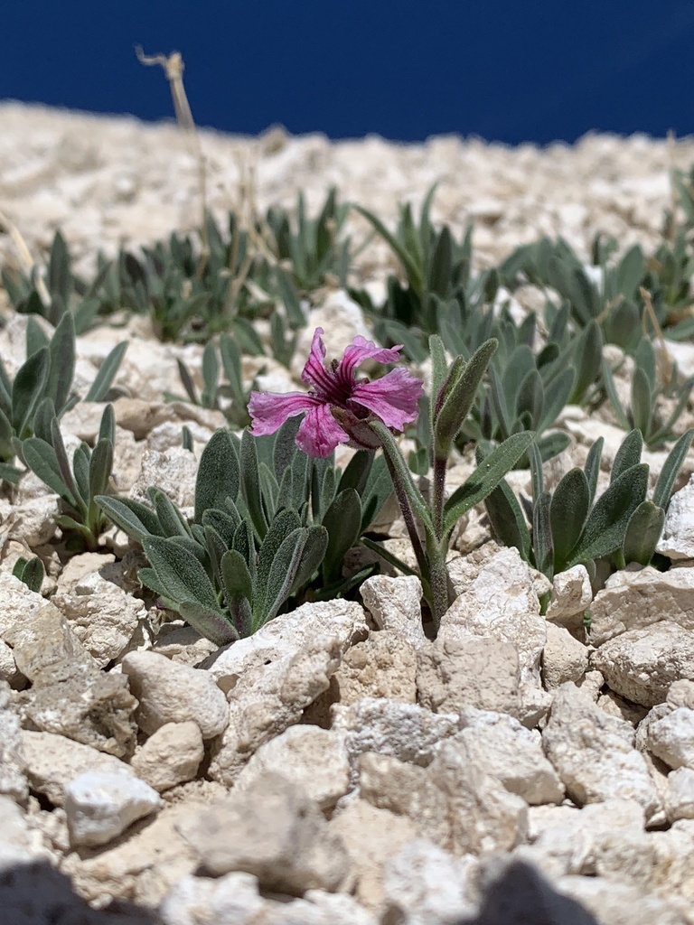 Peterson catchfly (Silene petersonii)