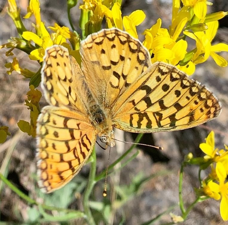 Callippe fritillary (Speyeria callippe)