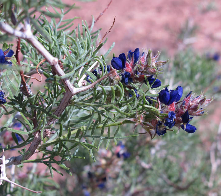 House rock valley indigo-bush (Psorothamnus arborescens var. pubescens)