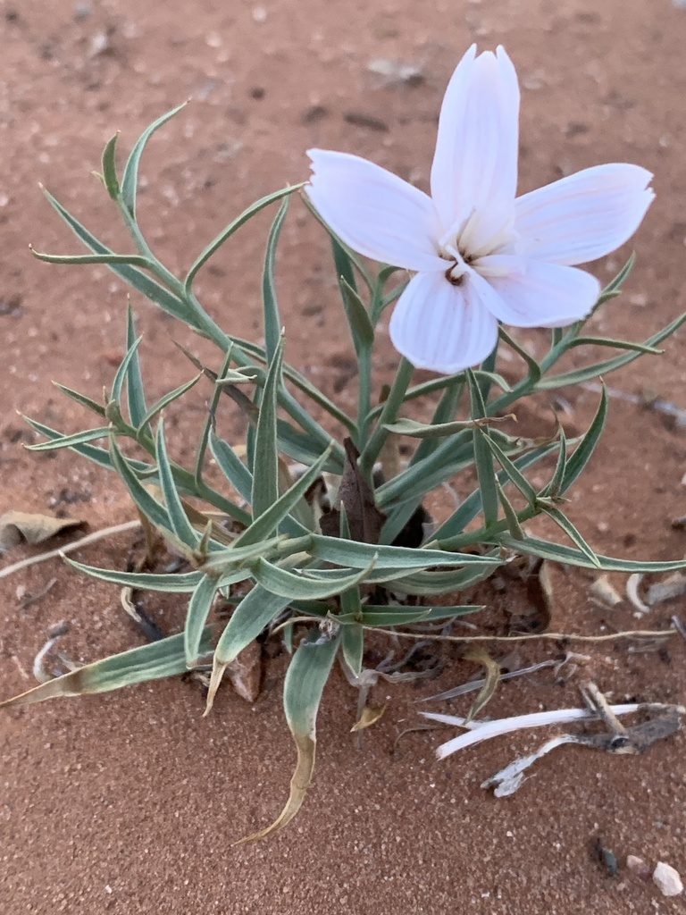 Entrada skeletonplant (Lygodesmia grandiflora var. entrada)