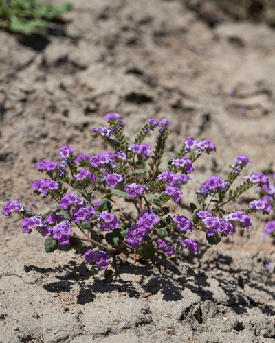 Pavement phacelia (Phacelia sabulonum)