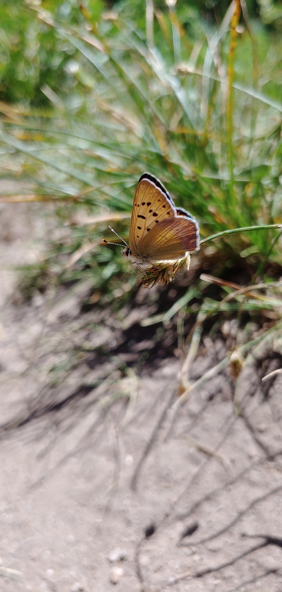 Nivalis copper (Lycaena nivalis)