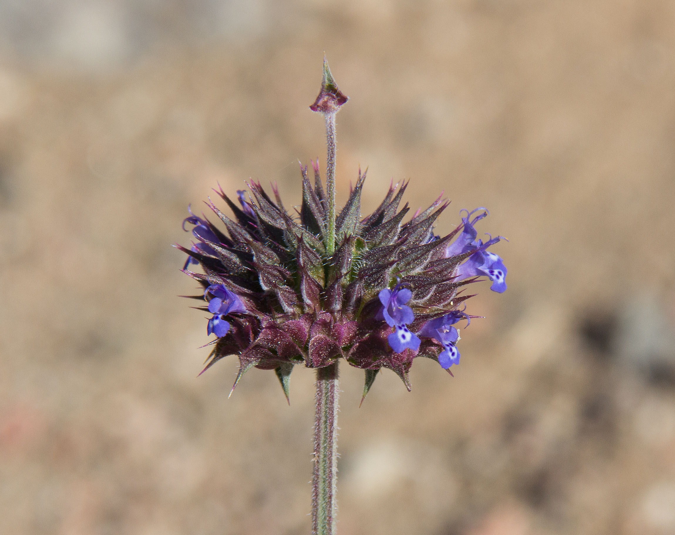 Chinle chia (Salvia columbariae var. argillacea)