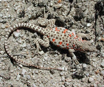 Long-nosed Leopard Lizard (Gambelia wislizenii)