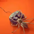 Profile picture of HI_SPIDER