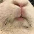 Profile picture of Bunnies