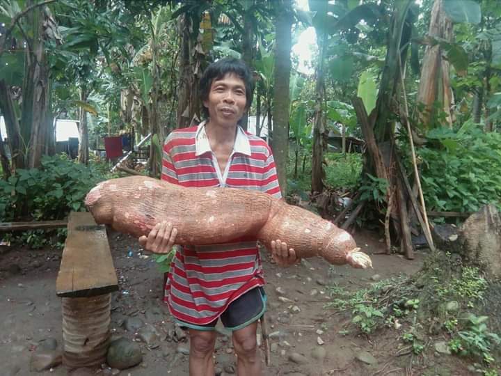 Higanteng unod sa balanghoy nakuykoyan sa mag-uuma sa Baybay City, Leyte