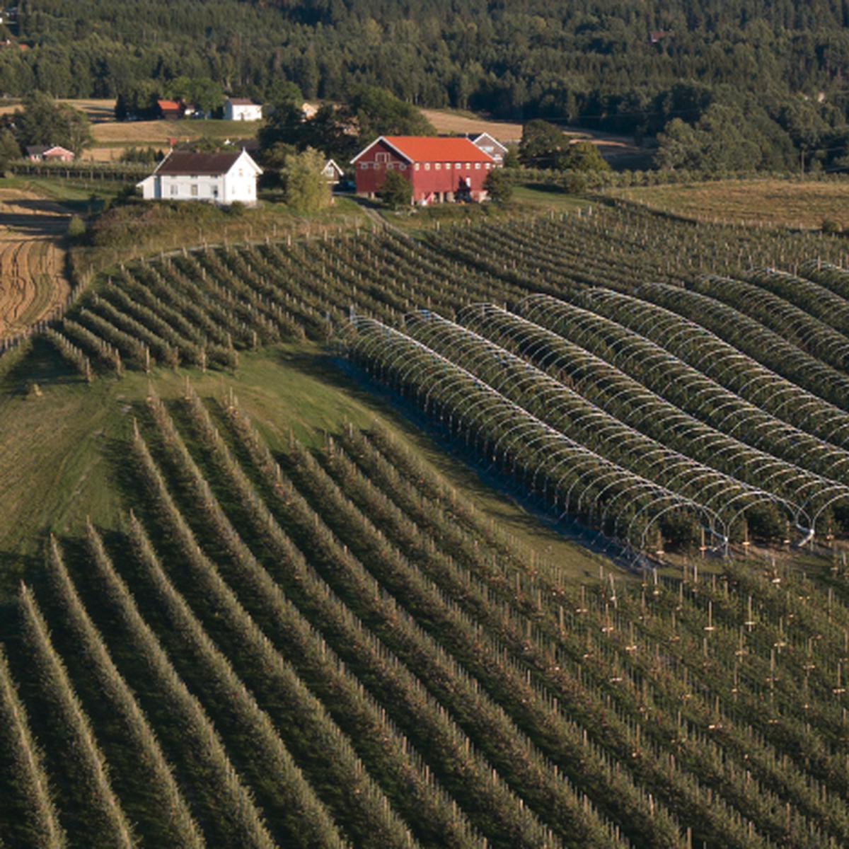 NeRø Frukt og Sider