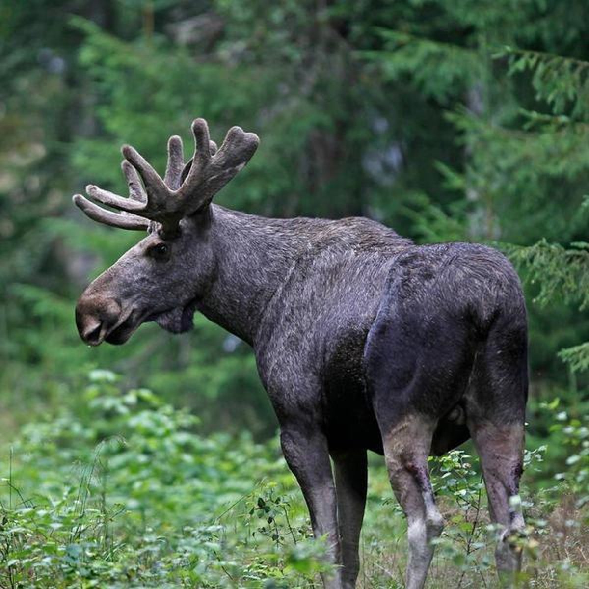 Nordås Gårdskjøtt