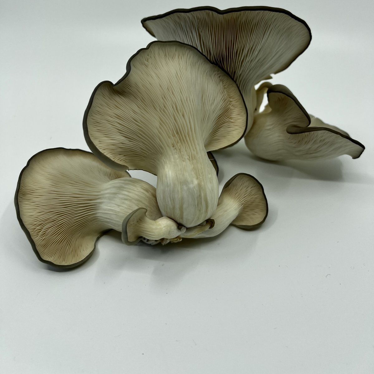 Rød Gård Fungi