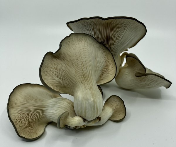 Rød Gård Fungi