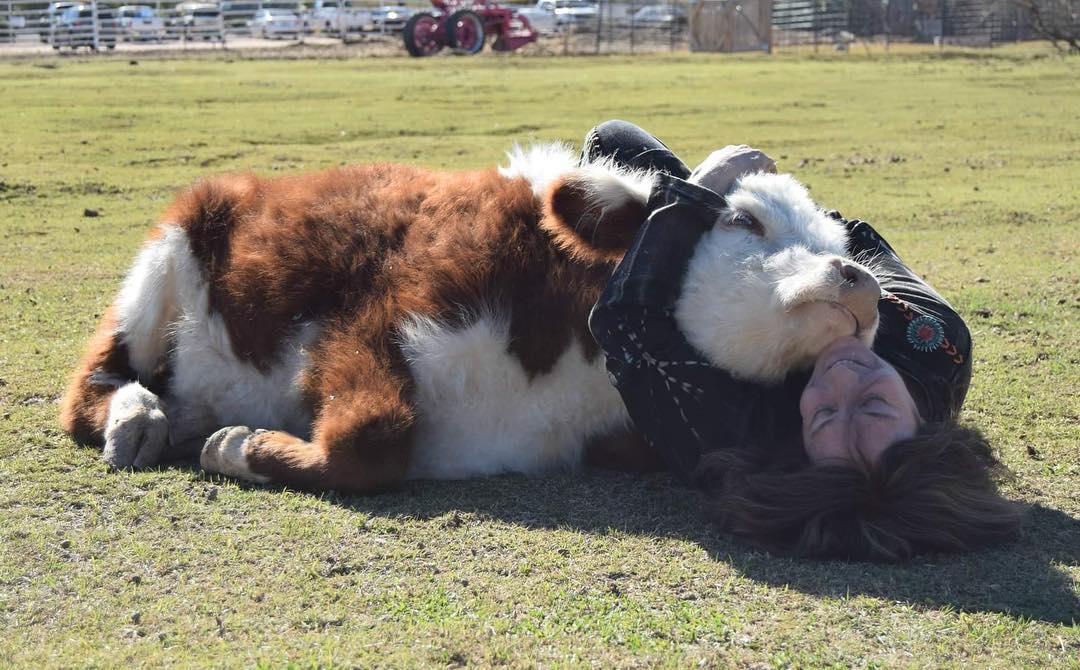 Fluffy Blow Dried Cows Are The Internet Obsession We Need