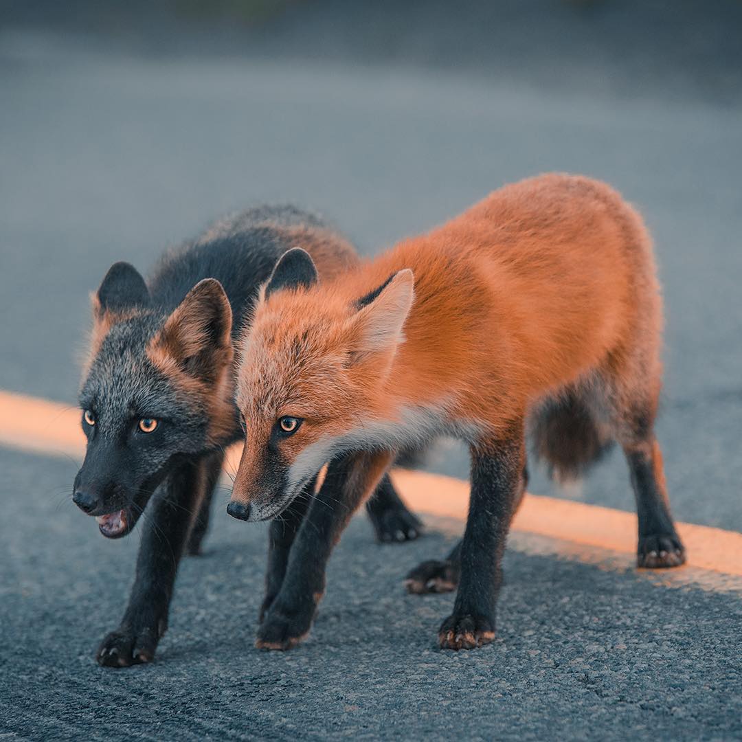 Incredible Photos Of Cross Fox Go Viral After People Say It Looks Like A Pokemon